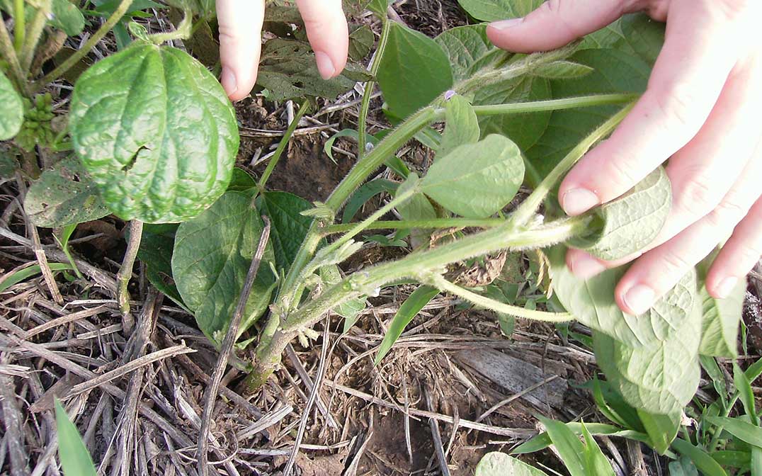 Lanzan tratamiento de semilla biológico que estimula aminoácidos y proteínas